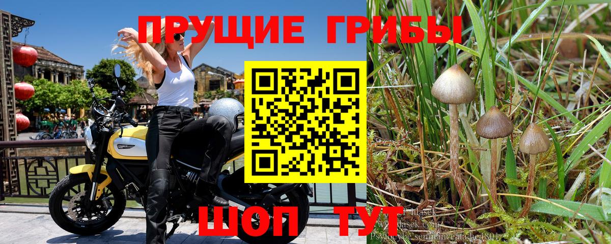 Псилоцибиновые грибы Psilocybine cubensis  Вход с VPN  Усть-Джегута  Галлюциногенные грибы Magic Shrooms 